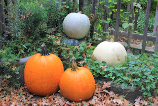 photo of four jack o'lanterns to be