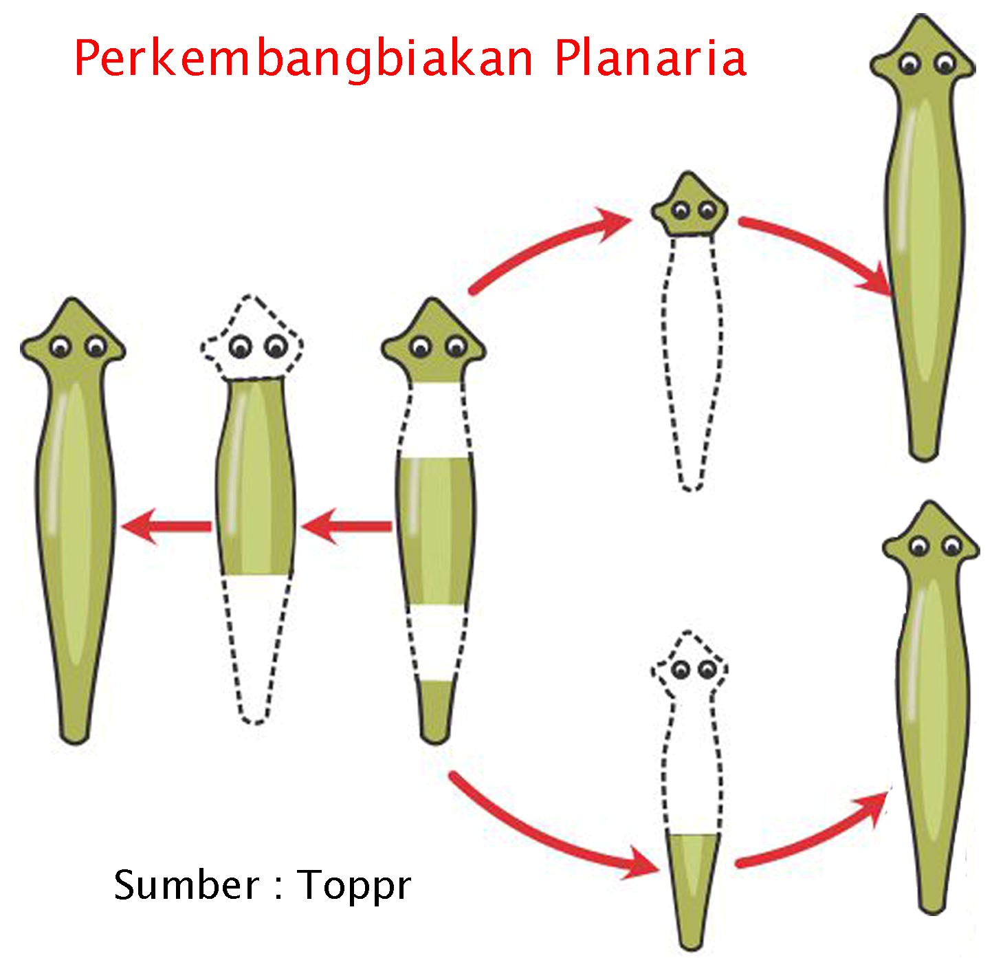 Reproduksi pada Hewan  POJOK IPA