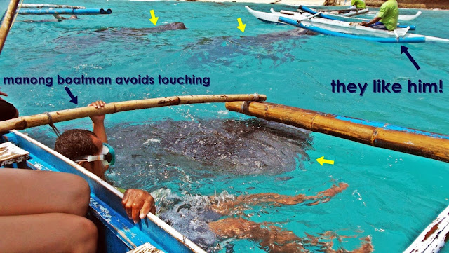 three whalesharks approaching the boatman who feeds them while our boatman avoid touching of of them passing close by in oslob cebu