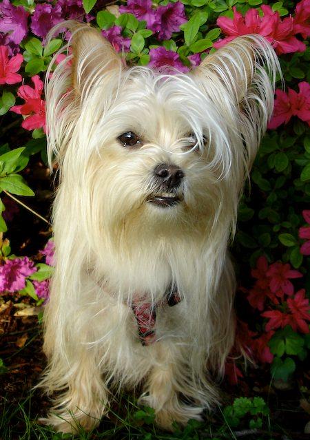 Cute Puppy Dogs: Maltese Yorkie puppies