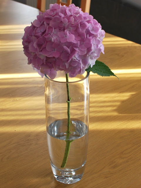 pink hydrangea flower in vase with water