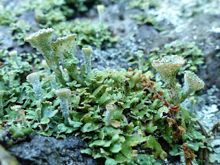 Cladonie à pyxide - Lichen pixydé - Cladonia pyxidata 