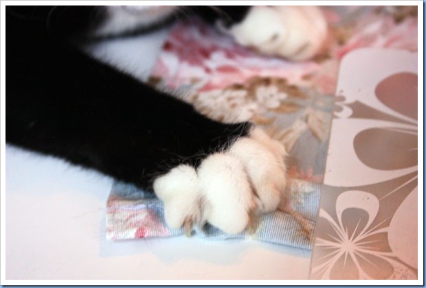 tigga4
