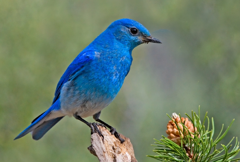 mountain blue bird