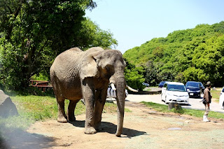 Loxodonta africana