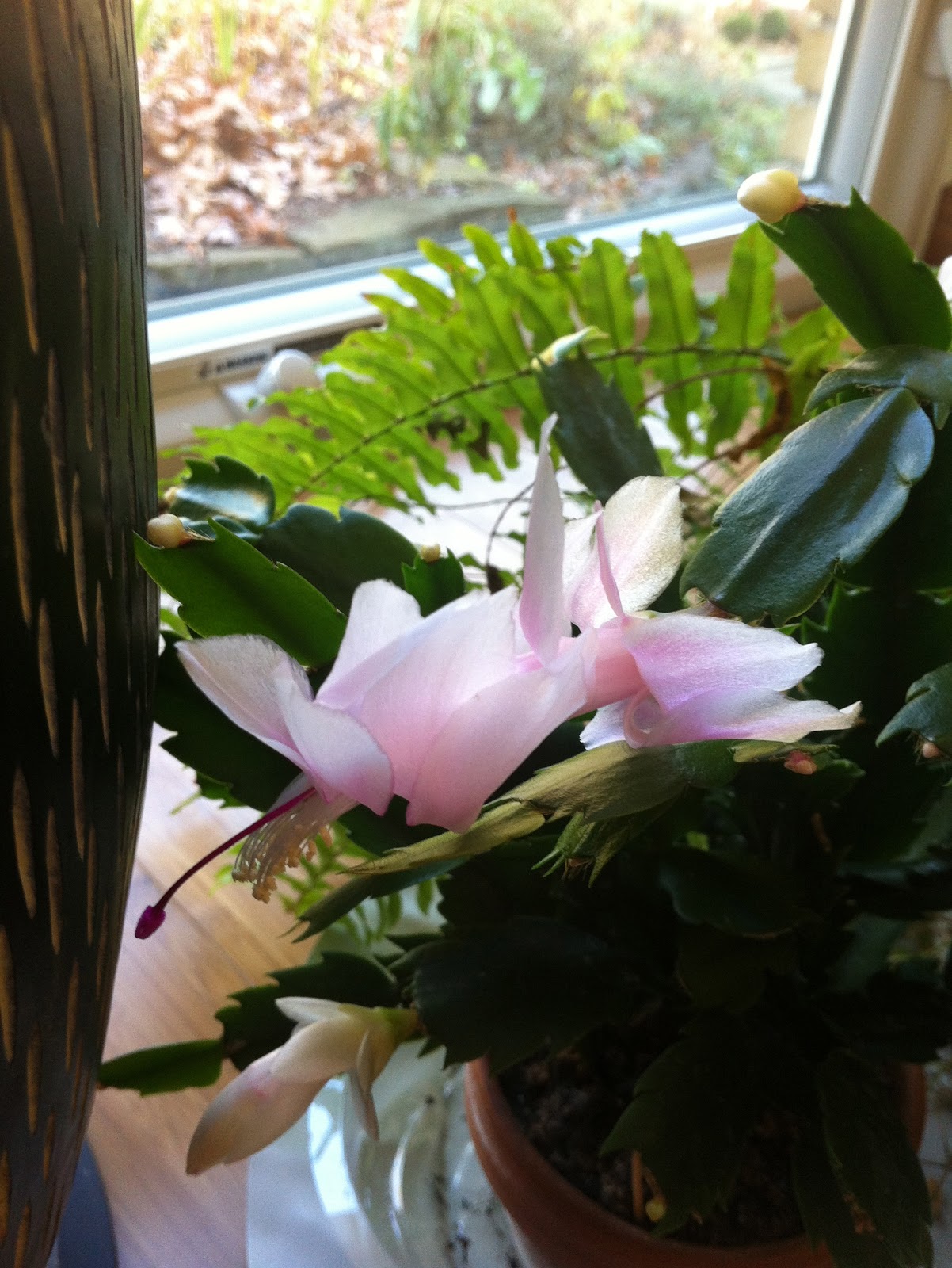 Christmas Cactus Care