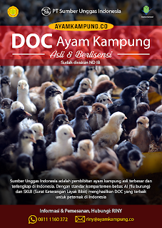 DOC ayam kampung PT SUI Sumber Unggas Indonesia