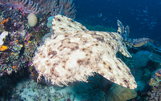 Wobbegong Shark (Orectolbus maculatus)