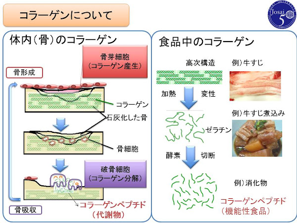 コラーゲンについて