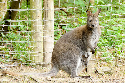 Kangaroo Stock Images, Royalty-Free Images & Vectors