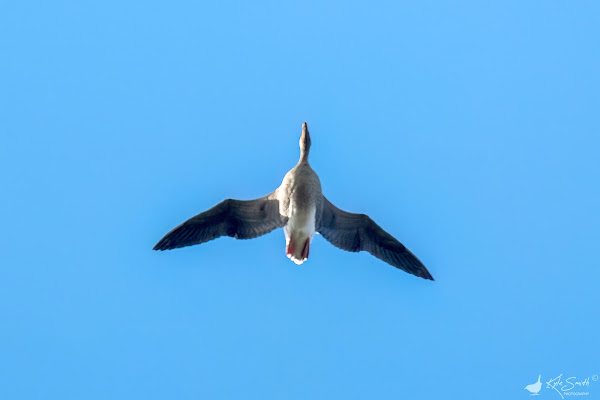 Pink-footed goose