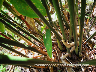 Koleksi Teras Kayu dan Batu: :: Pokok Pilihan :: Pokok Bemban