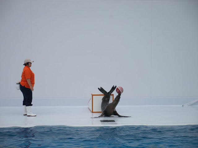 加茂水族館 アシカショー アンジュ(メス)