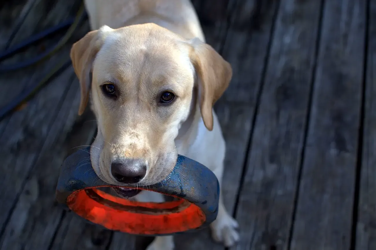 How to train labrador retriever puppy