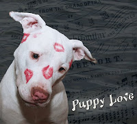 puppy love wallpapers