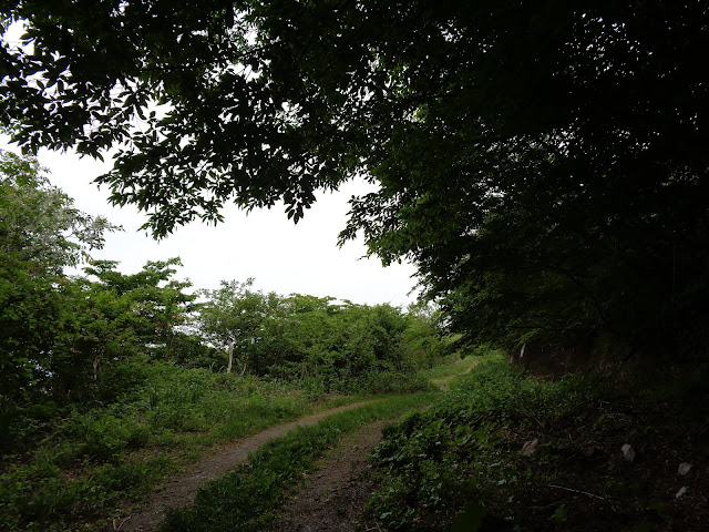 横手道を大山寺方面へ歩きます