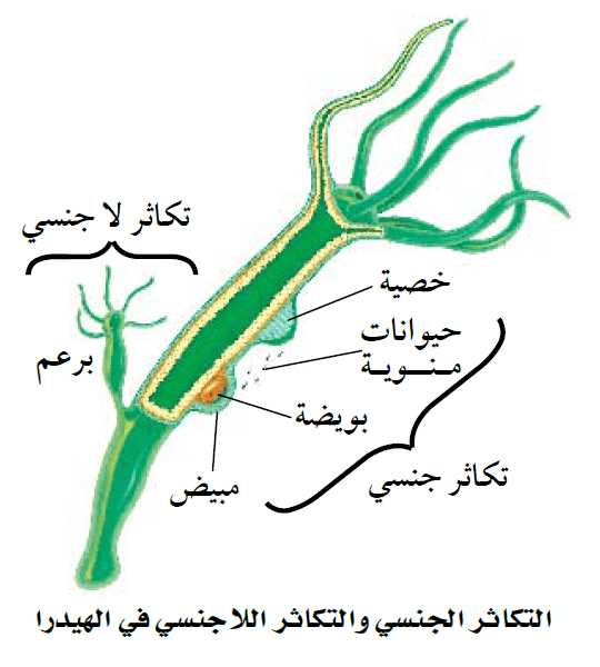 التكاثر الجنسى والتكاثر اللاجنسى فى الهيدرا