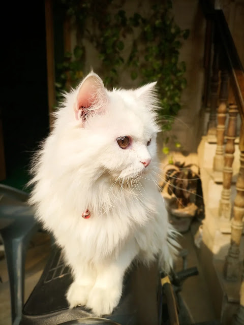 Persian Cat