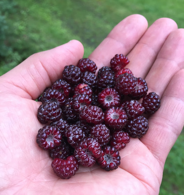 Wild blackberries