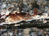 Byssomerulius corium