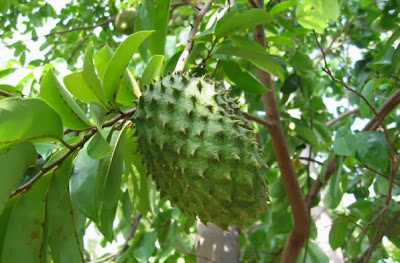 Manfaat dan Khasiat Buah dan Daun Sirsak untuk Kesehatan