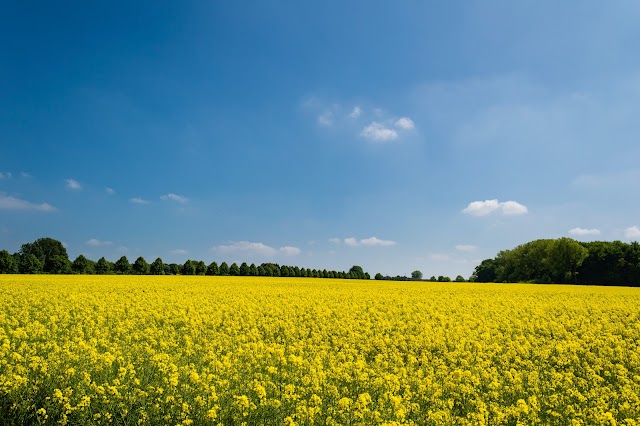 COLZA: REQUERIMIENTOS NUTRICIONALES
