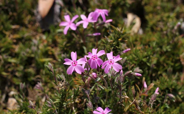 Phlox Subulata Flowers