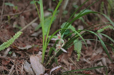 Cymbidium tortisepalum - The Twisted Sepal Cymbidium care and culture