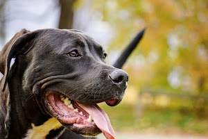 Hình ảnh những chú cún chó Pit Bull