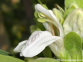 Adhatoda Vasica Flower