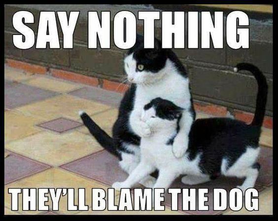 Funny cat pictures gallery, okay google funny cat pictures, search funny cat pictures, funny cat pictures to share on facebook, funniest cat images ever