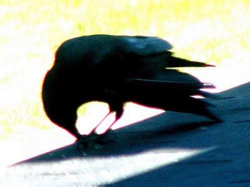 The Bird Whispered To The Stone