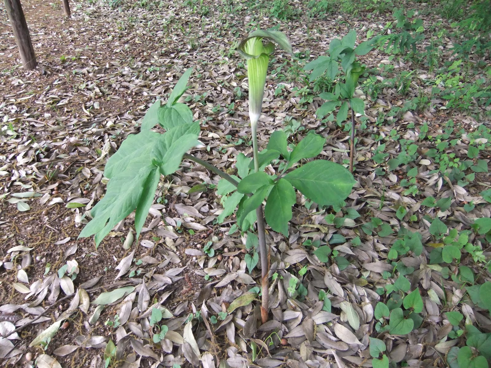 英仏語ガイドの植物観察メモ マムシグサ