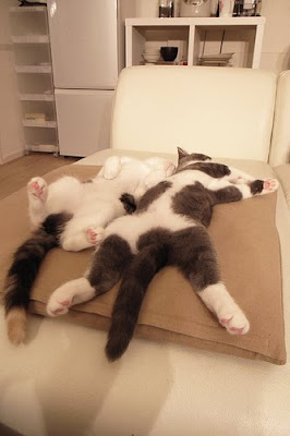 Scottish Fold Brother and Sister Cats Seen On www.coolpicturegallery.us