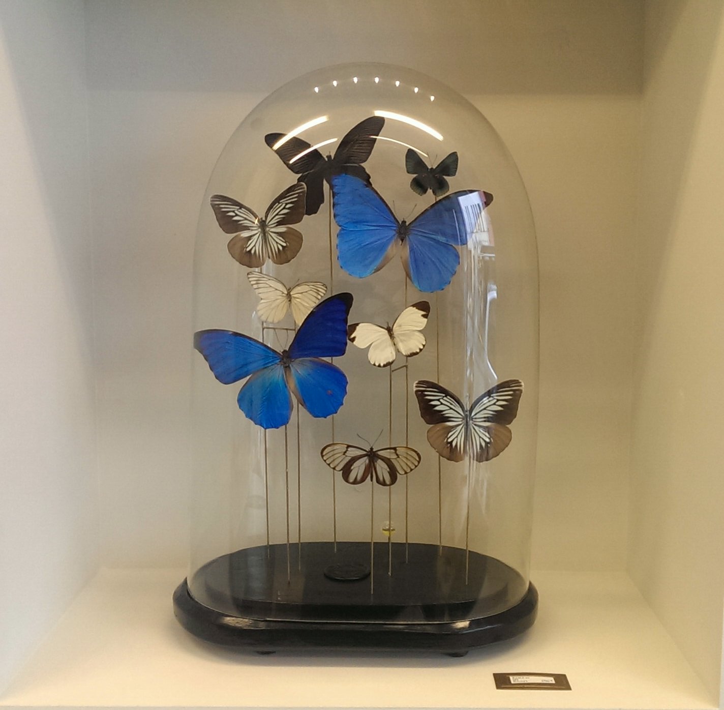 Colourful butterflies in a globe