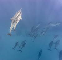 http://www.tropicallight.com/swim1/26dec17dolphins/26dec17dolphins.html