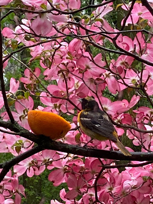 bird and orange half