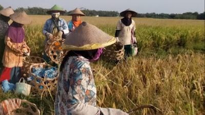   Petani Berharap Pemerintah Segera Menstabilkan Harga Gabah