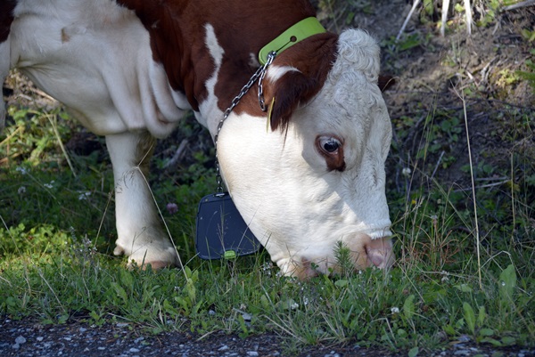 kuer kalver hereford