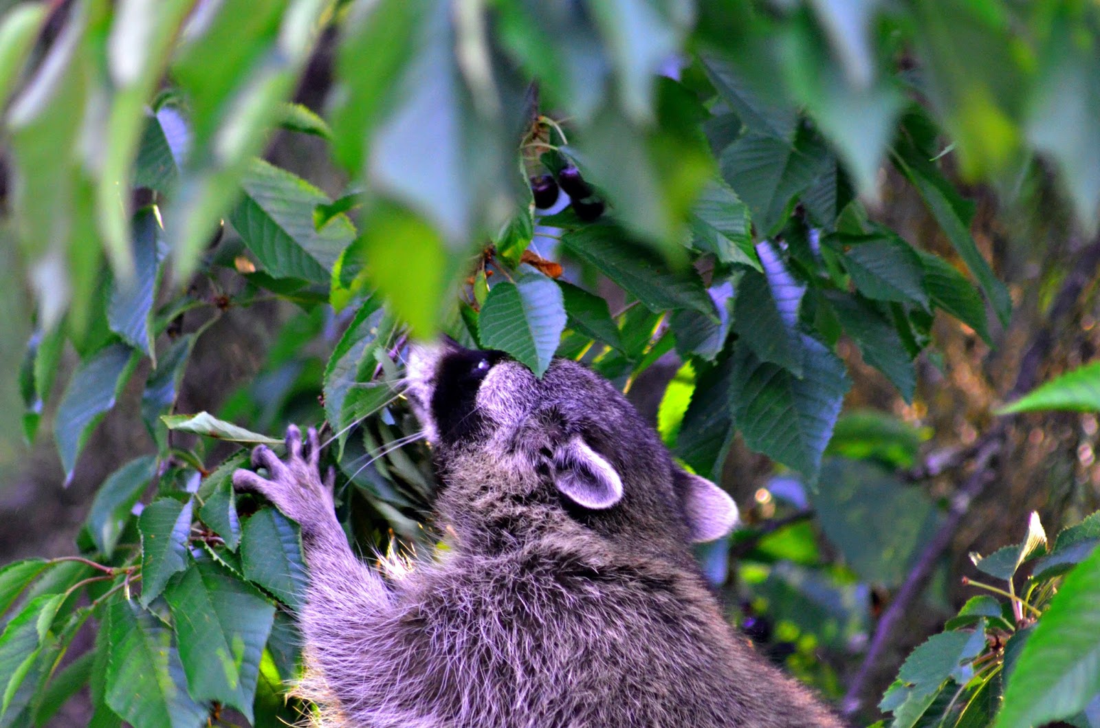 Raccoon In A Tree Birds In The Nature