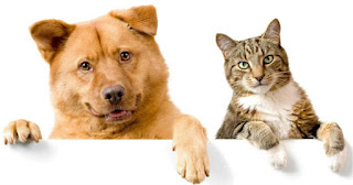 Ilustrasi Kucing dan Anjing (sumber: petbacker.es)