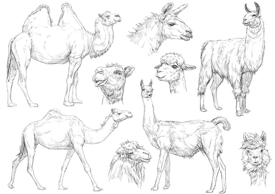 08-Lamoid-species-Animal-Pencil-Drawings-Chen-Yang-www-designstack-co