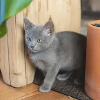 gatito gris pequeño