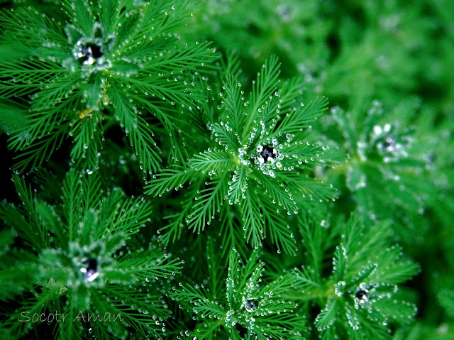 Myriophyllum aquaticum