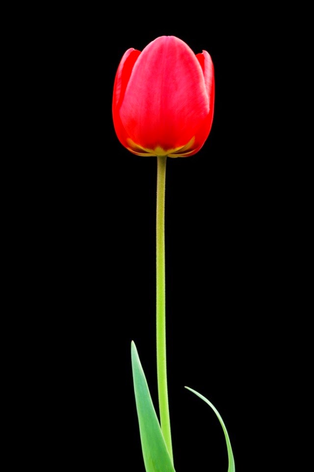 Tulip Flower Collection Hd Flowers Wallpapers
