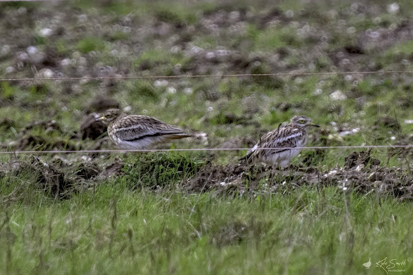 Stone curlew