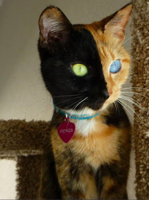 10 Of The Most Famous Cats On The Internet