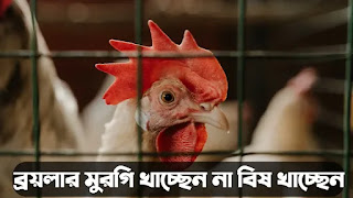 মুরগির মাংসের উপকারিতা ও অপকারিতা