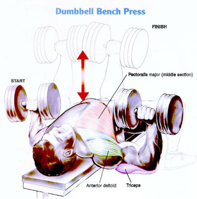 Incline Dumbbell Press