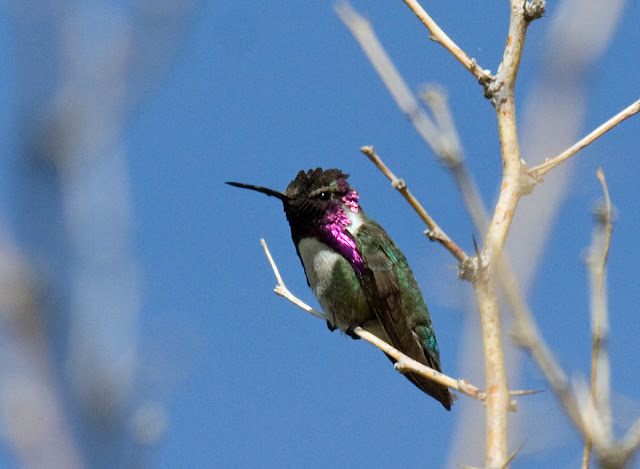 Costa's Hummingbird Vallecito County Park.
